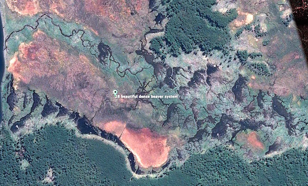 typical beaver habitat