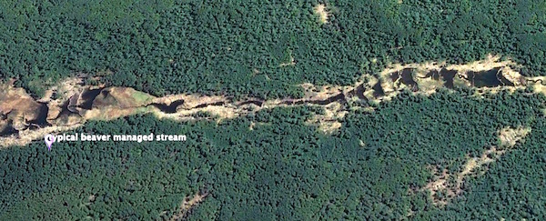 stream managed by beavers